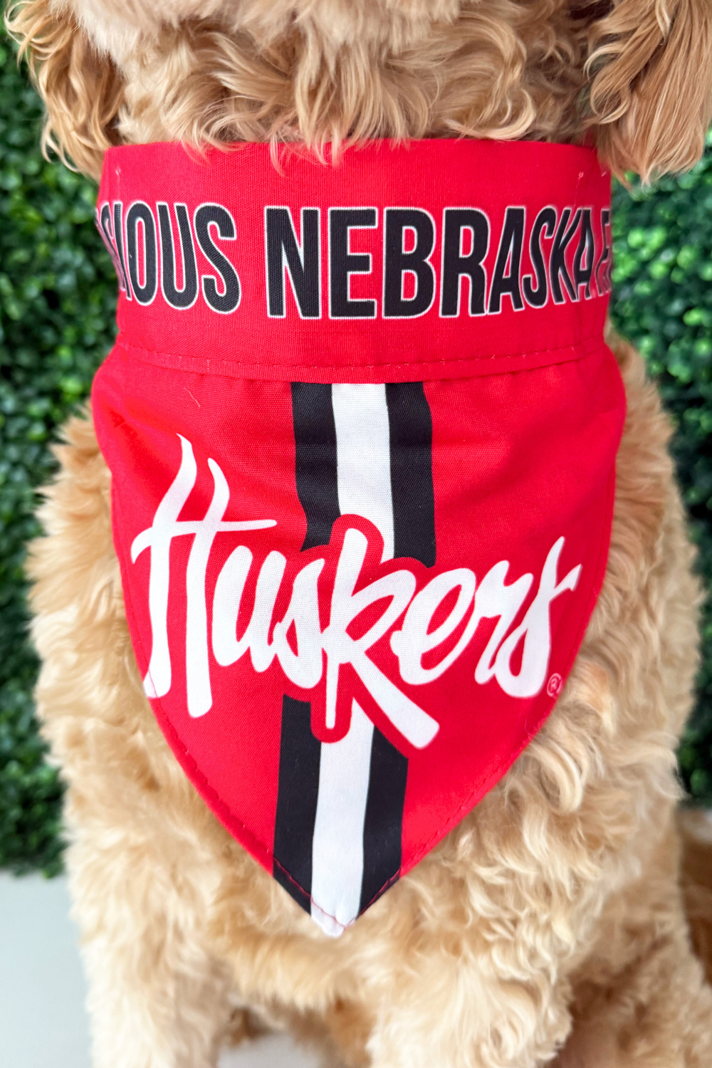 NCAA Nebraska Cornhusker Reversible Pet Bandana